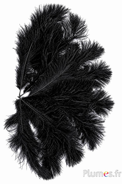 Strauss - 30-40 cm - schwarz